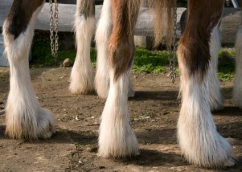 Fetlock of a clydesdale horse. Fetlock of a clydesdale horse.