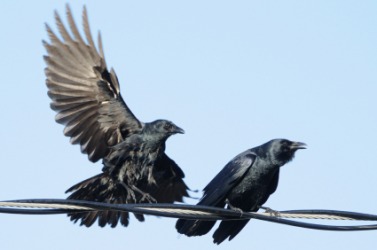 A pair of fish crows. A pair of fish crows.