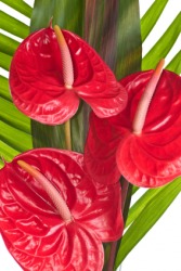 The flamingo flower. The flamingo flower.