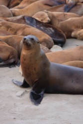 This seal raises itself up on its flippers. This seal raises itself up on its flippers.