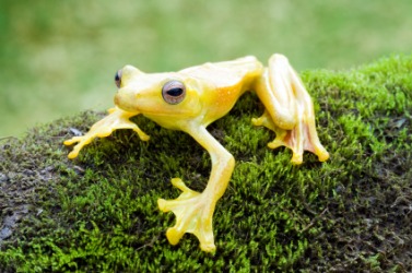 A flying frog. A flying frog.