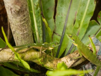 A flying gecko. A flying gecko.