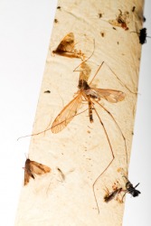 Insects stuck to flypaper. Insects stuck to flypaper.