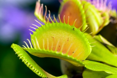 A closeup of a venus flytrap plant. A closeup of a venus flytrap plant.