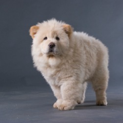 The fuzzy forelegs of a chow-chow puppy. The fuzzy forelegs of a chow-chow puppy.