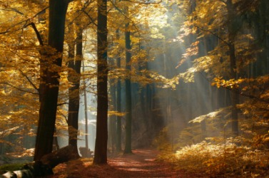 A forest in autumn. A forest in autumn.
