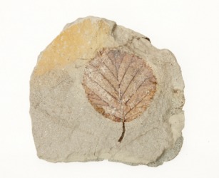 A leaf fossil. A leaf fossil.