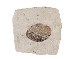 This leaf has become fossilized. This leaf has become fossilized.