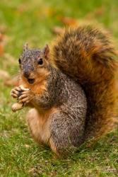 A cute fox squirrel. A cute fox squirrel.