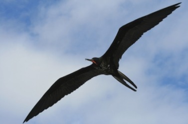 A frigate bird in flight. A frigate bird in flight.