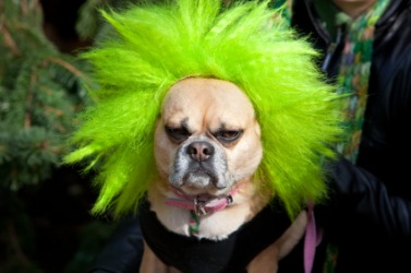 A fright wig on a dog. A fright wig on a dog.