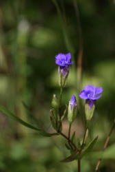 Fringed gentian flowers. Fringed gentian flowers.