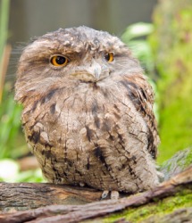A tawny frogmouth. A tawny frogmouth.