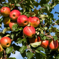 A fructiferous tree. A fructiferous tree.