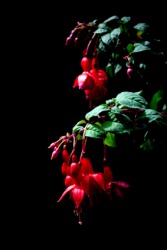 Close up of the leaves and flowers of a fuchsia plant. Close up of the leaves and flowers of a fuchsia plant.