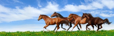 A herd of horses gallops. A herd of horses gallops.