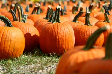 Pumpkins galore! Pumpkins galore!