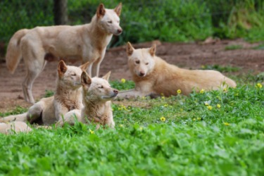 A pack of Dingos, one breed of Australian cattle dogs. A pack of Dingos, one breed of Australian cattle dogs.