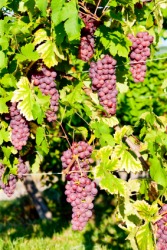 Gewurztraminer grapes. Gewurztraminer grapes.
