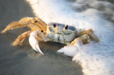 A ghost crab on the beach. A ghost crab on the beach.