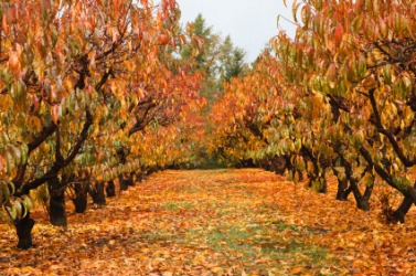 An orchard in autumn. An orchard in autumn.