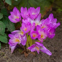 Purple autumn crocus or colchicum. Purple autumn crocus or colchicum.