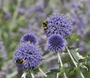 A field of globe thistles. A field of globe thistles.