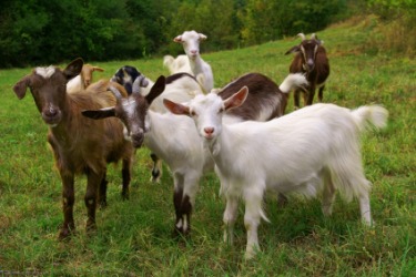 A small herd of goats. A small herd of goats.