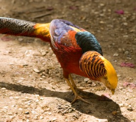 A golden pheasant. A golden pheasant.