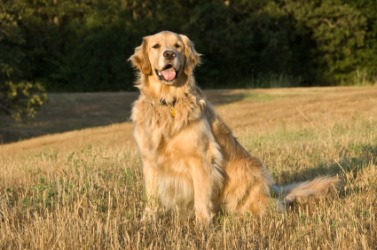 A golden retriever. A golden retriever.