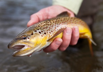A golden trout. A golden trout.