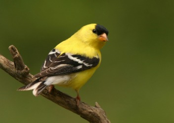 A goldfinch perched on a branch. A goldfinch perched on a branch.