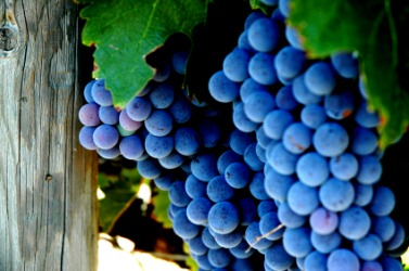 Bunches of grapes on the vine. Bunches of grapes on the vine.