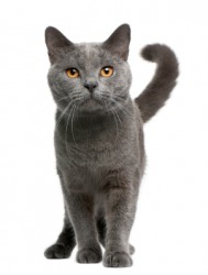 A gray cat. A gray cat.