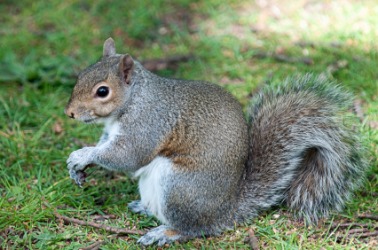 A little gray squirrel. A little gray squirrel.