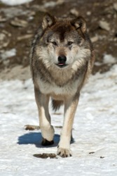 A young gray wolf. A young gray wolf.