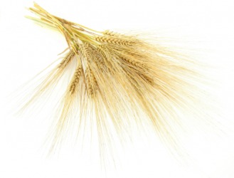 Barley ears with a long awn. Barley ears with a long awn.