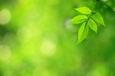 A green leaf against a green background. A green leaf against a green background.