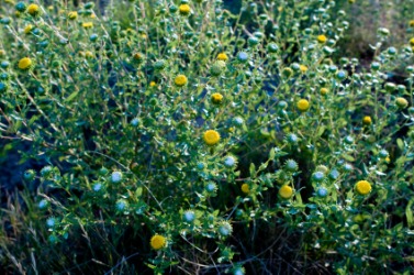 A field of grindelia. A field of grindelia.
