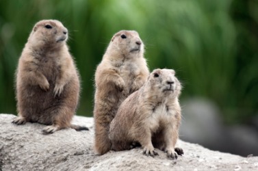 A family of groundhogs. A family of groundhogs.