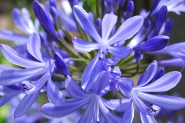The African Lily or blue Agapanthus. The African Lily or blue Agapanthus.