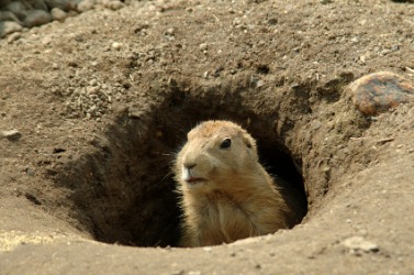A groundhog looks out of his hole on Groundhog Day. A groundhog looks out of his hole on Groundhog Day.