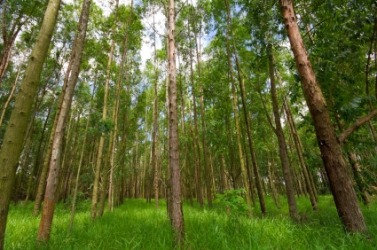 A small grove. A small grove.