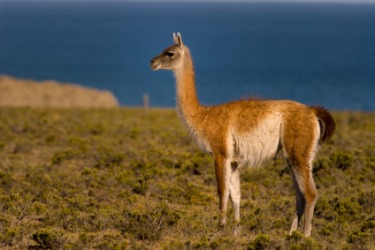 A guanaco in Patagonia. A guanaco in Patagonia.