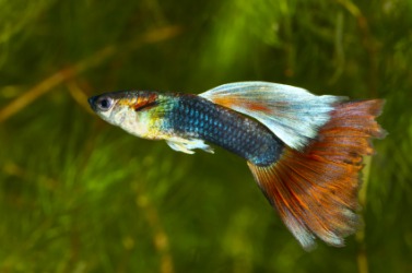 A bright colored guppy. A bright colored guppy.