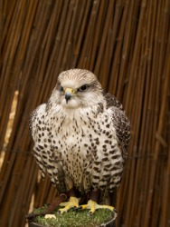 A gyrfalcon. A gyrfalcon.