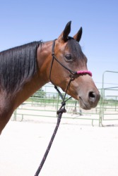 A horse wearing a halter. A horse wearing a halter.