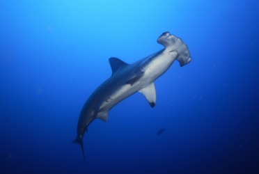 A hammerhead shark. A hammerhead shark.