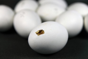 A baby bird about to hatch from its egg. A baby bird about to hatch from its egg.