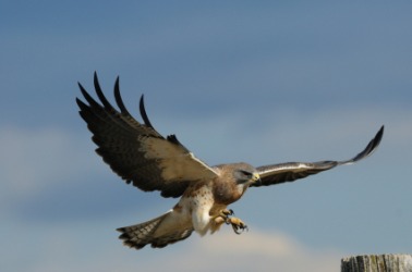 A hawk in flight. A hawk in flight.